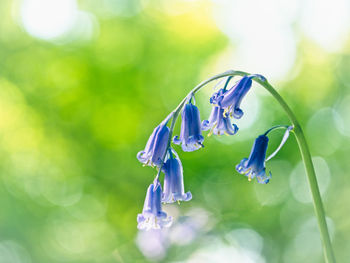 Close-up of purple blue flower