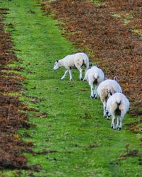 High angle view of sheep on grass