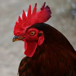 Close-up of rooster