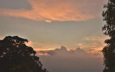 Low angle view of silhouette trees against sky at sunset