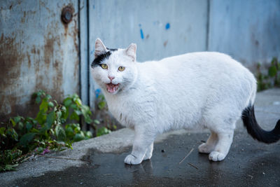 Close-up of cat