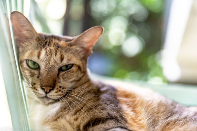 Close-up of a cat