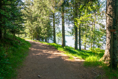 Road amidst trees in forest