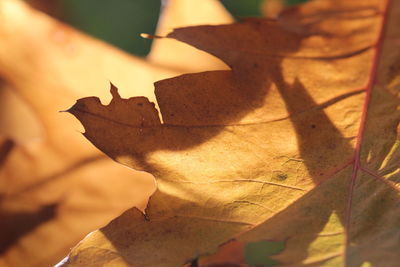Close-up of dry maple leaf
