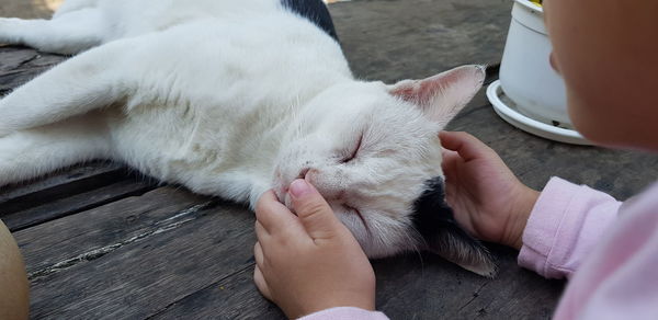 High angle view of hand holding cat