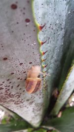 Close-up of plant against blurred background