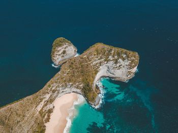 High angle view of turtle swimming in sea