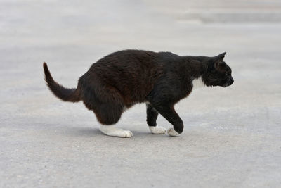 Side view of black cat walking in city