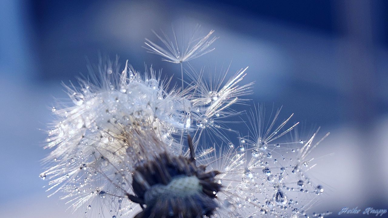 close-up, flower, beauty in nature, nature, plant, flowering plant, no people, fragility, vulnerability, freshness, white color, selective focus, day, winter, dandelion, growth, focus on foreground, inflorescence, flower head, cold temperature, dandelion seed, outdoors, softness