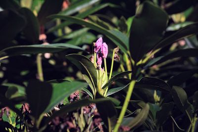 Close-up of pink flowering plant