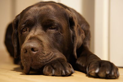 Close-up portrait of dog resting on floor