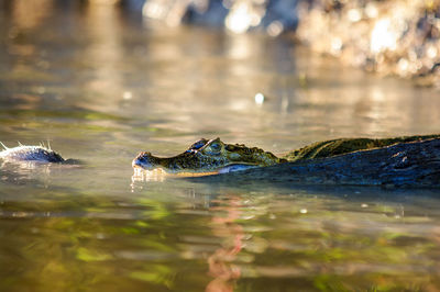 Caiman swimming in river 