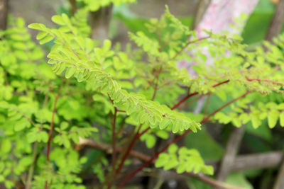 Close-up of fern leaves