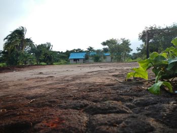 Trees growing in park