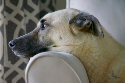 Close-up of dog looking away