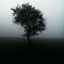 Trees in foggy weather