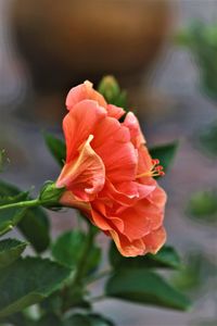 Close-up of rose against blurred background