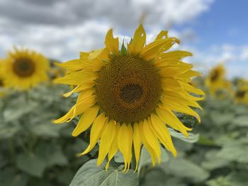 sunflower