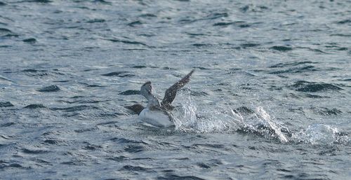 Full length of bird swimming in sea