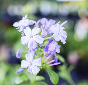 Close-up of purple flowering plant in park