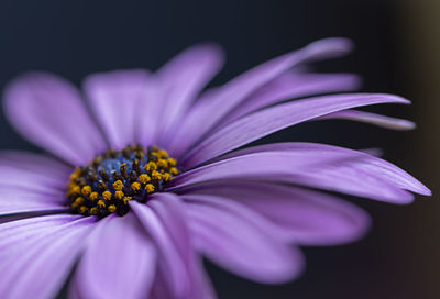 Close-up of purple flower