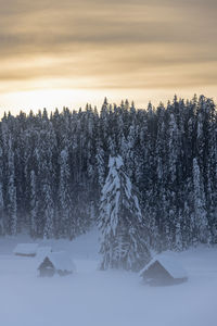 Snow covered land and trees against sky during sunset