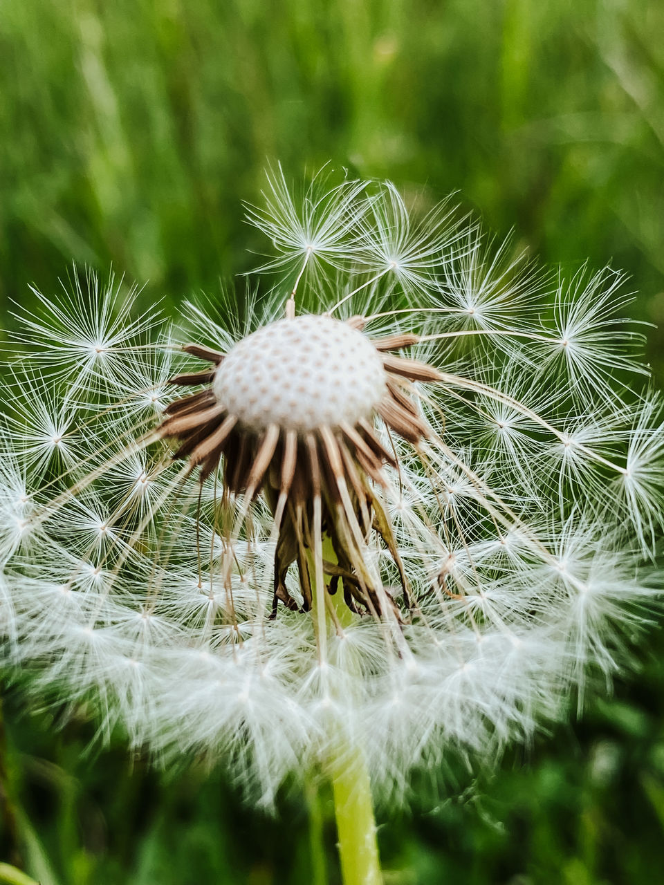 CLOSE-UP OF DANDELION SEEDS