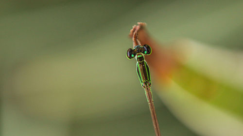 Close-up of insect on plant