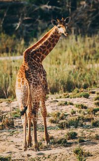 Giraffe standing on grass