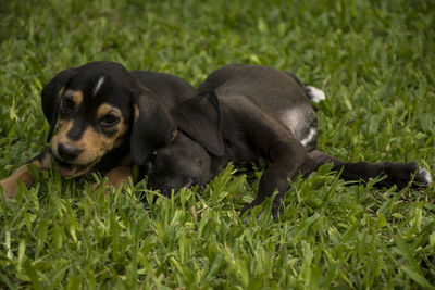 Dogs sitting in grass