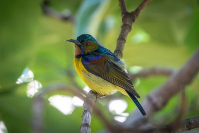 Close-up of bird perching on branch