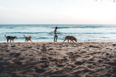 People riding horses on beach