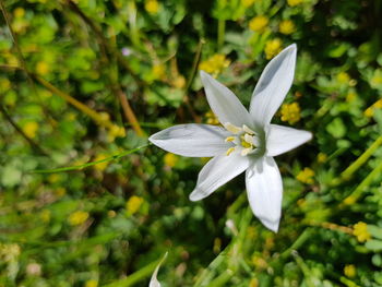 Close-up of white flowering plant
