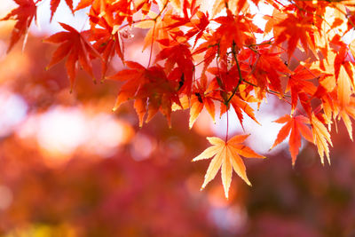 Close-up of maple leaves on tree