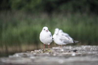 Close-up of seagull perching on wood