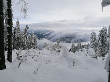 Scenic view of snow covered trees against sky