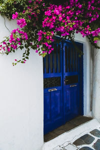 Purple flowers on window of building