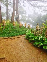 Plants and trees in forest