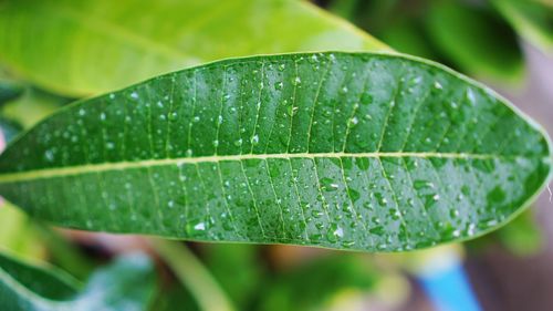 Close-up of raindrops on leaves