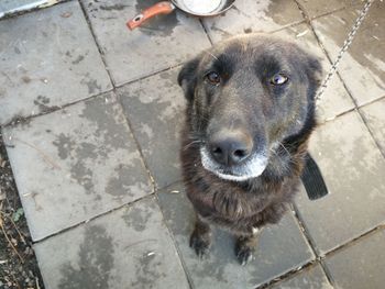 High angle portrait of dog on footpath