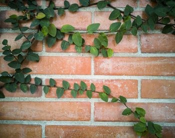 Ivy growing on brick wall