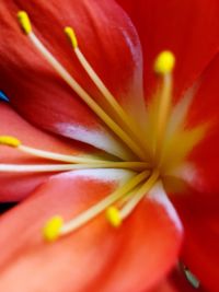 Full frame shot of red flower