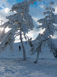 Trees on snow covered land against sky