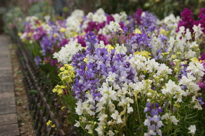 Close-up of purple flowering plants in park