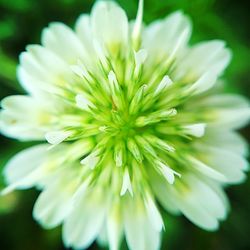 Close-up of flower blooming outdoors