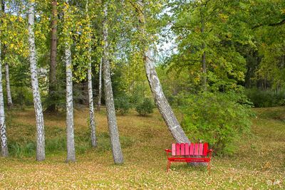 Trees in park