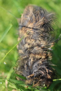 Close-up of insect on flower