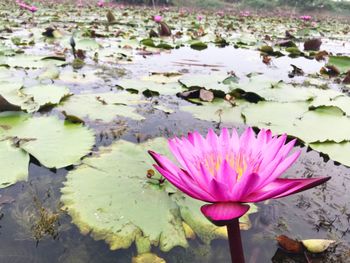 Close-up of lotus water lily in pond