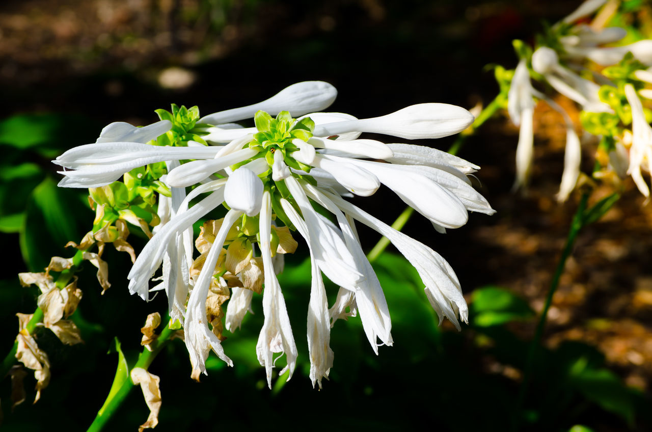 Hosta Plantaginea