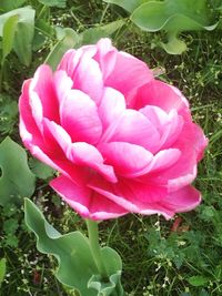 Close-up of pink flowers blooming outdoors